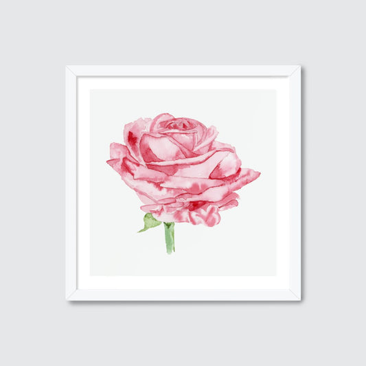 Art - Print - Watercolour Rose